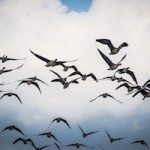 flock-of-birds-615170_640