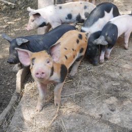 Beschäftigte in der Fleischindustrie schützen, Tierwohl und Klimaschutz fördern